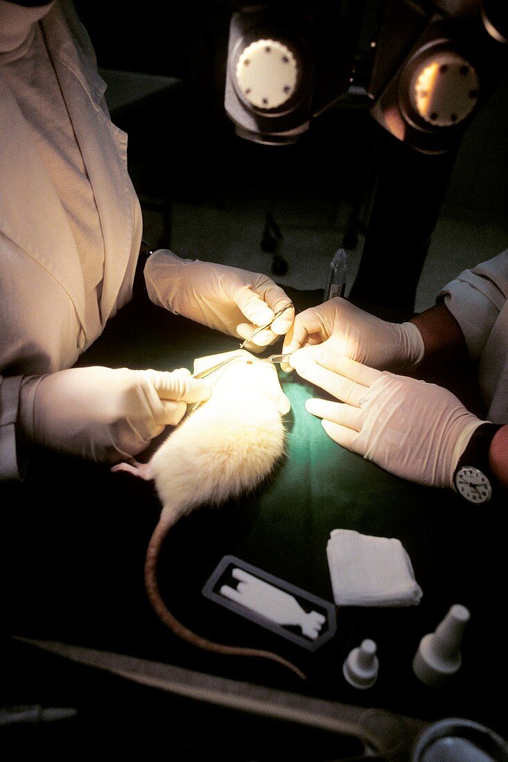 Surgery on a laboratory rat