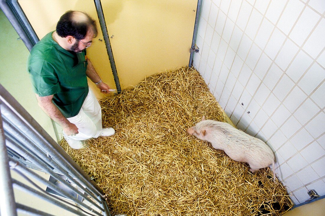 Researcher with laboratory pig