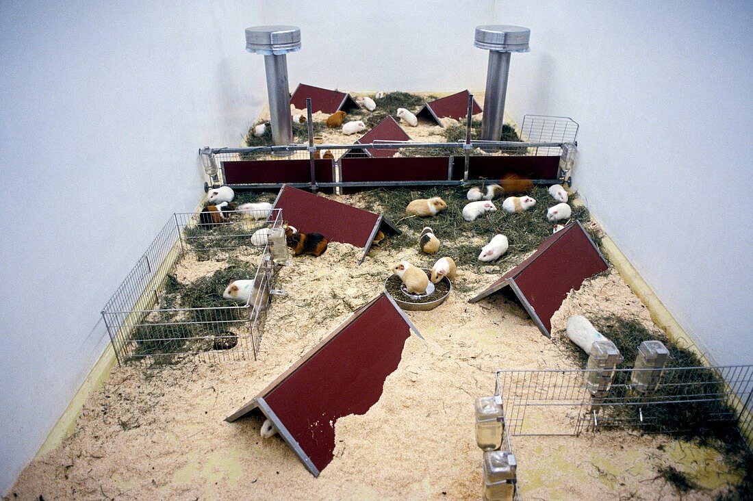 Laboratory guinea pigs