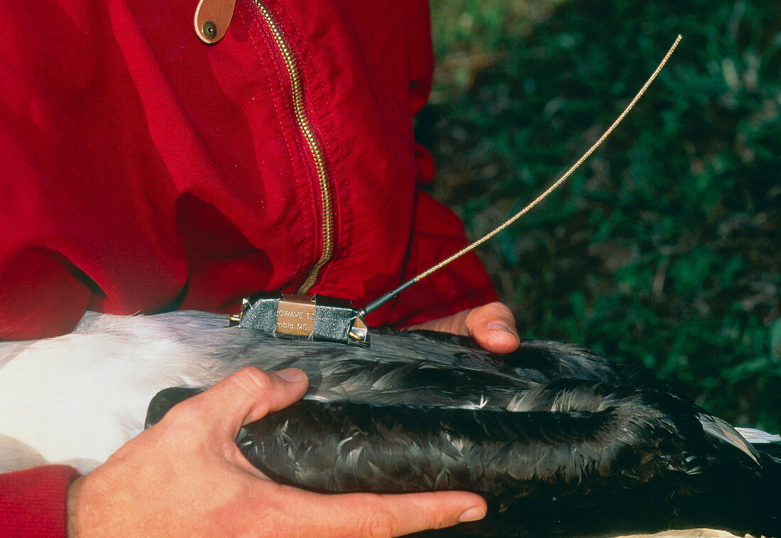 Hands hold albatross with tracking device on back