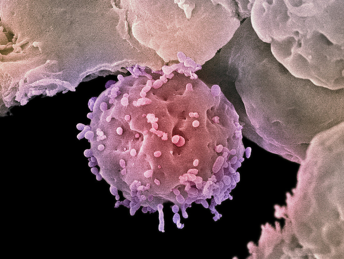 Embryonic stem cells,SEM