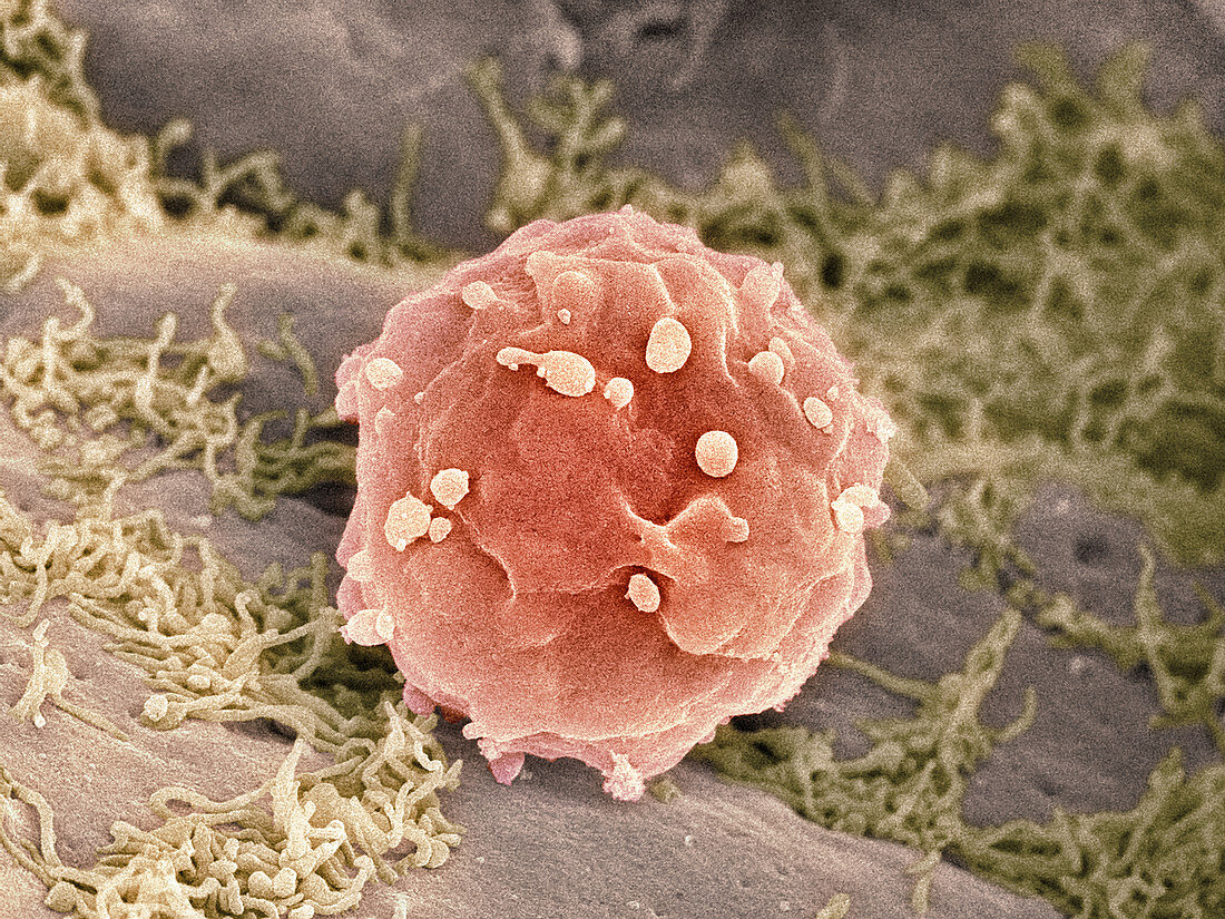 Embryonic stem cells,SEM