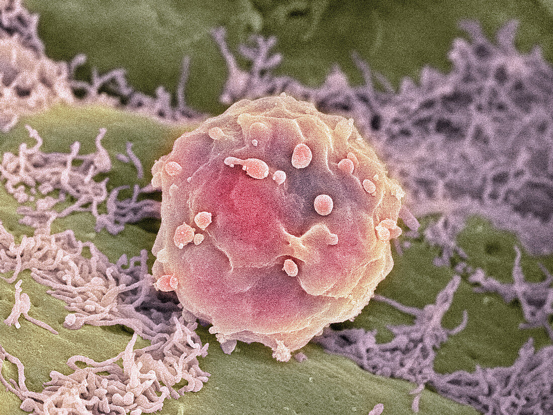 Embryonic stem cells,SEM