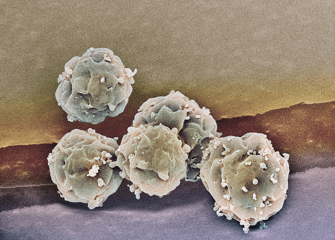 Embryonic stem cells,SEM