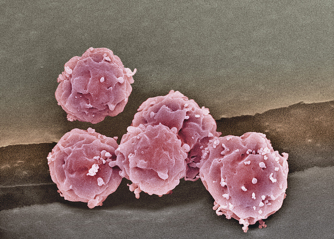 Embryonic stem cells,SEM