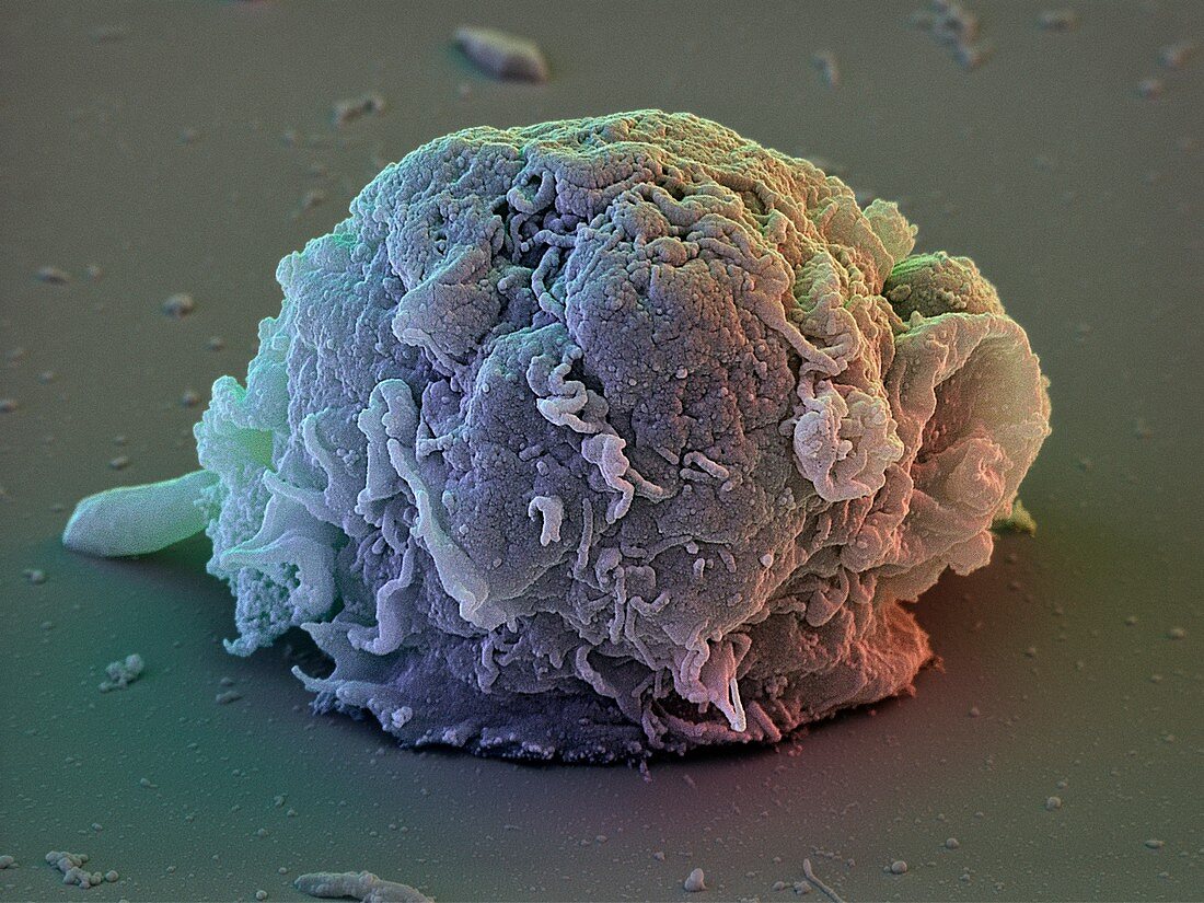 Stem cells,SEM