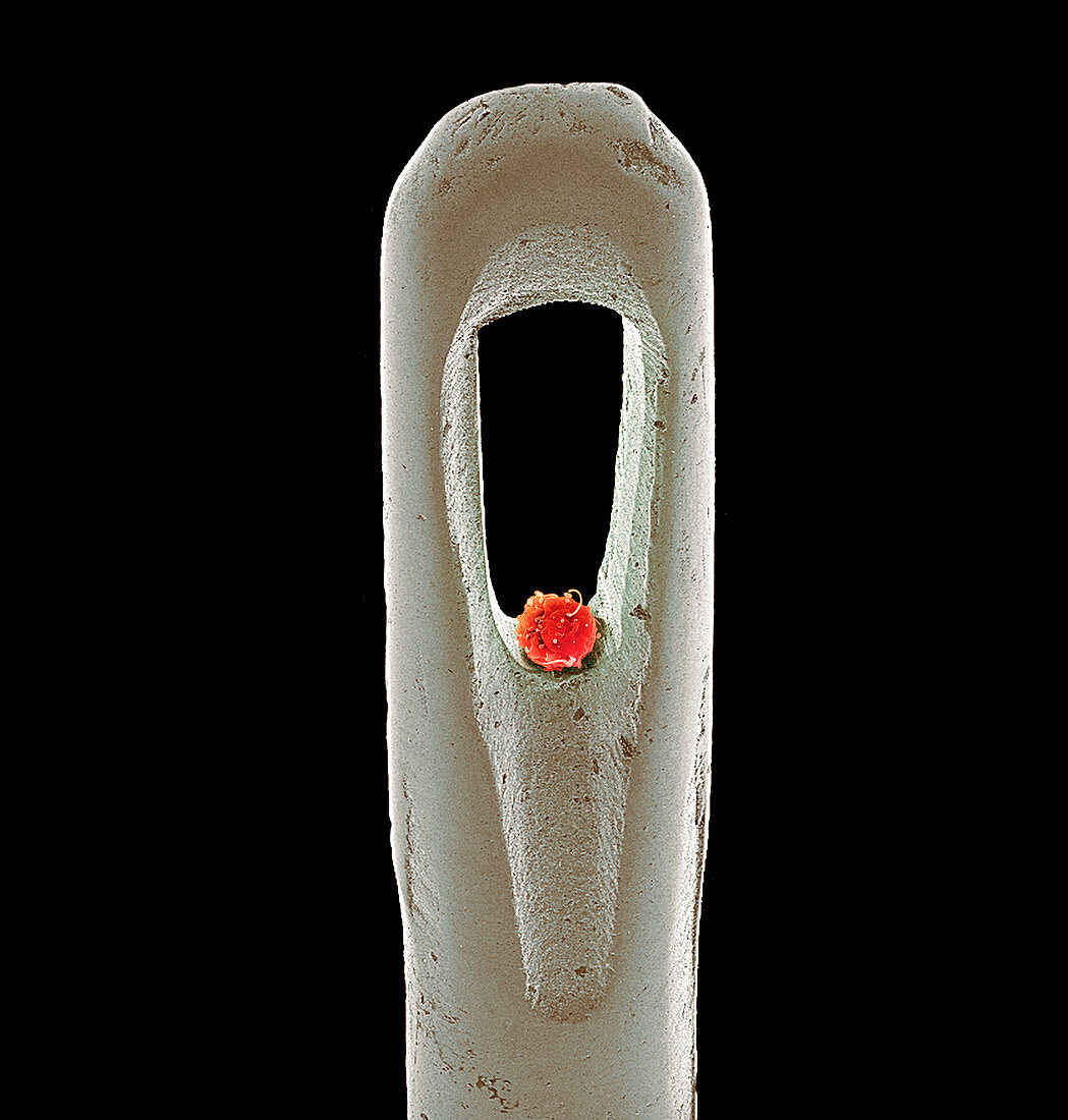 Embryonic stem cell and needle,SEM