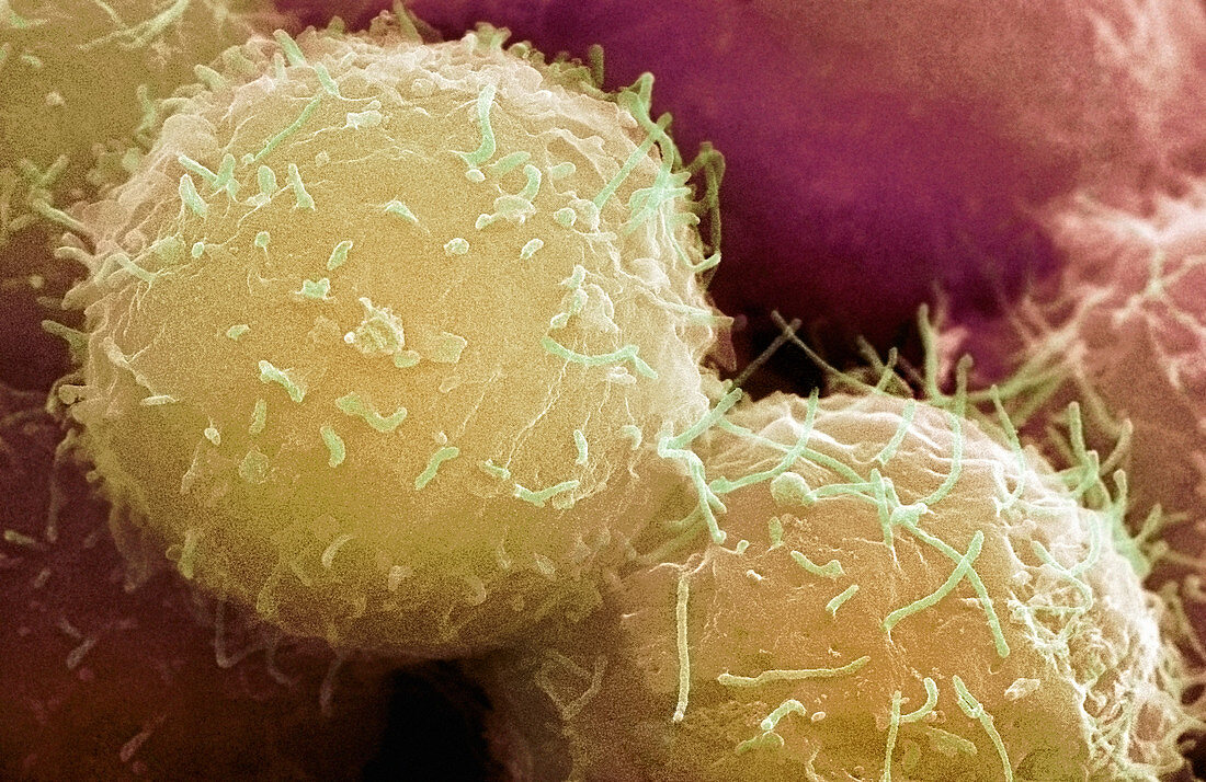 Embryonic stem cells,SEM