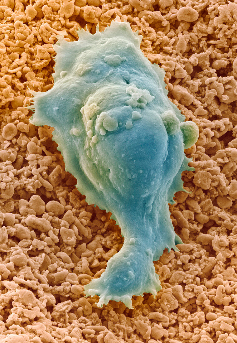 Human embryonic stem cell,SEM