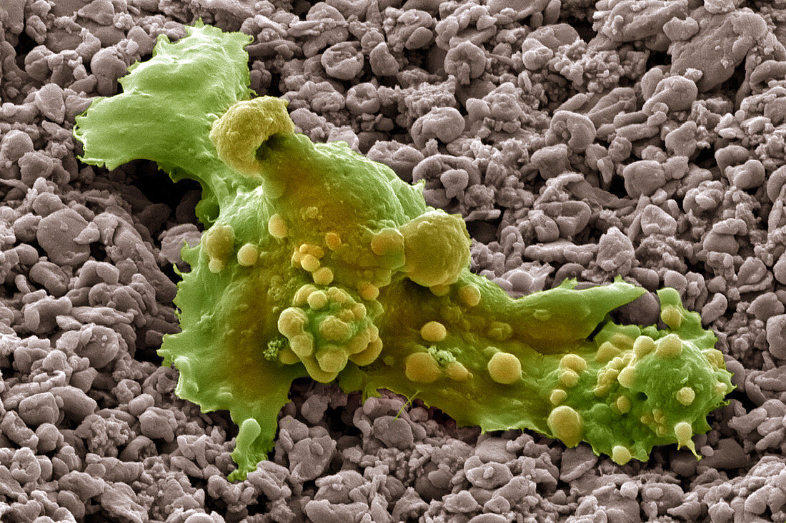 Embryonic stem cells,SEM