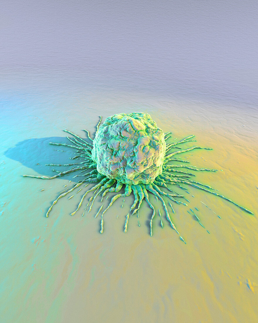 Embryonic stem cell,computer artwork