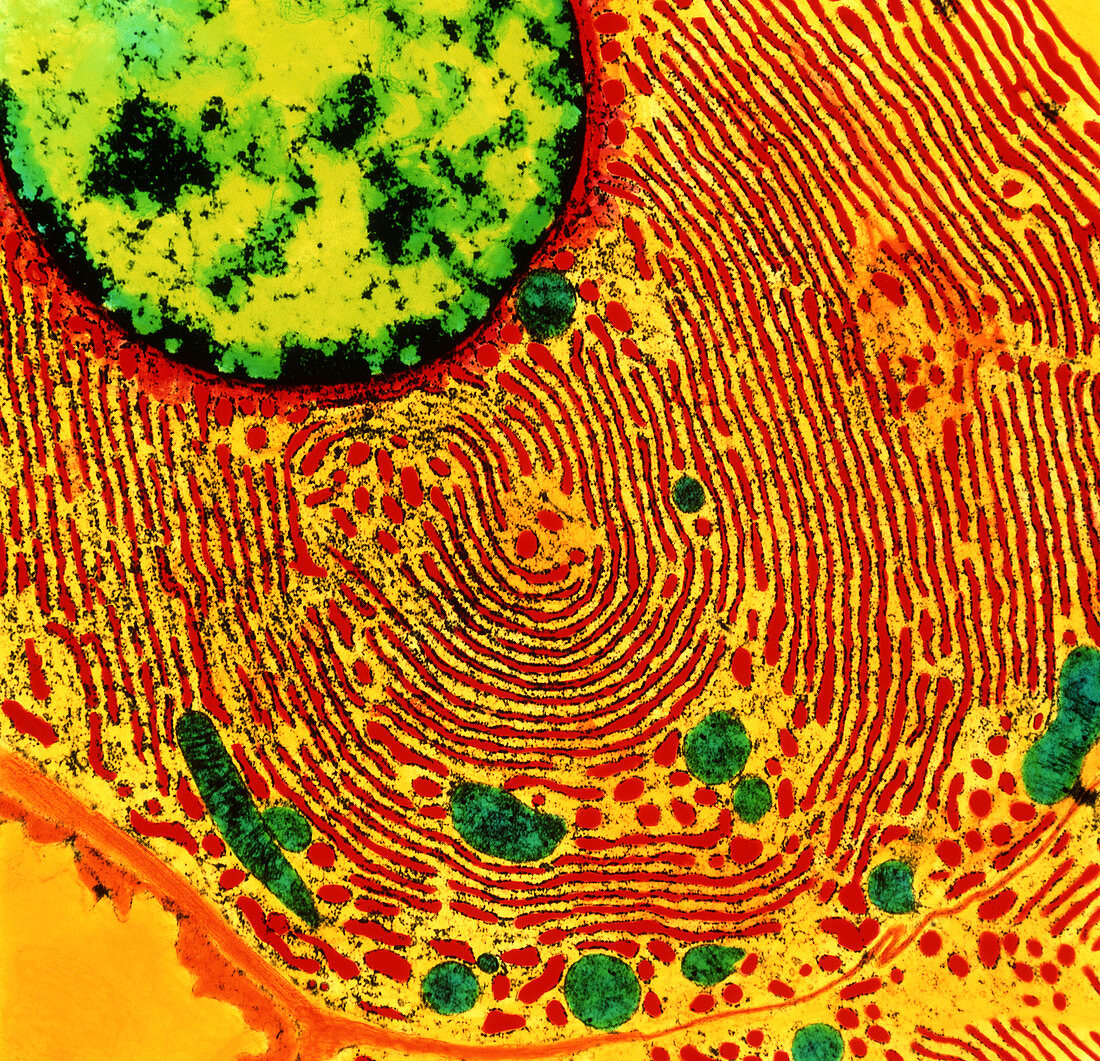 Coloured TEM of endoplasmic reticulum & nucleus