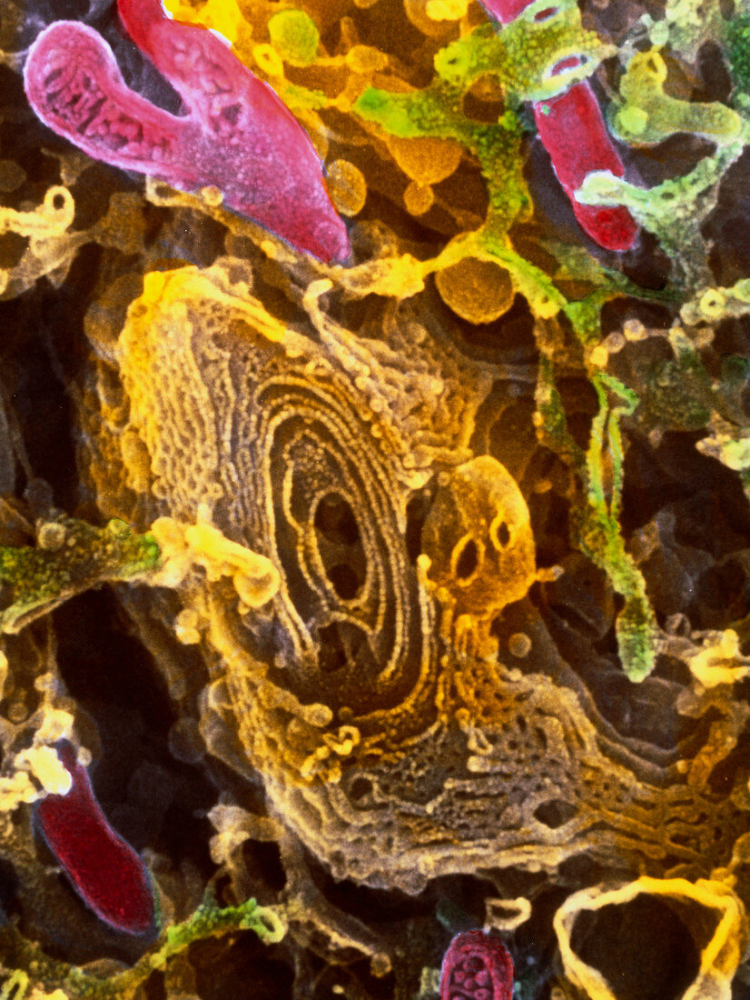 Colour SEM of Golgi complex in olfactory bulb cell