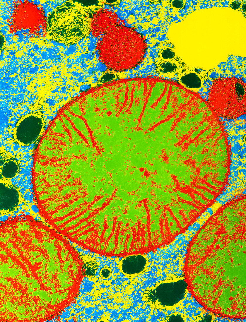 Coloured TEM of mammalian mitochondria