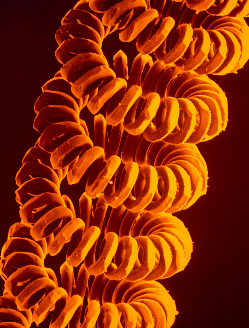 SEM of coiled filament of electric lightbulb