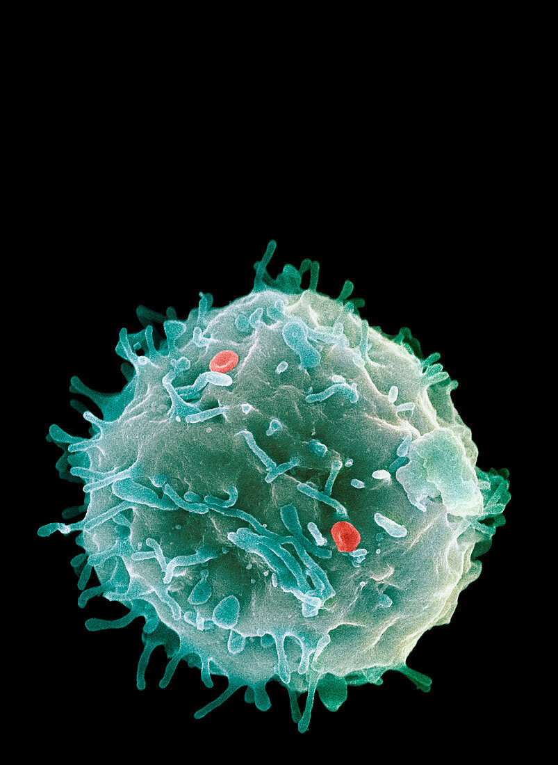 Stem cell,SEM