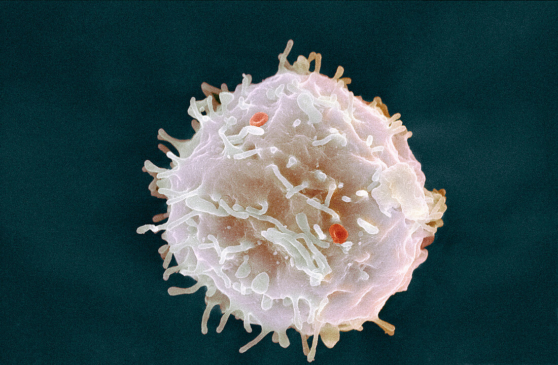 Stem cell,SEM