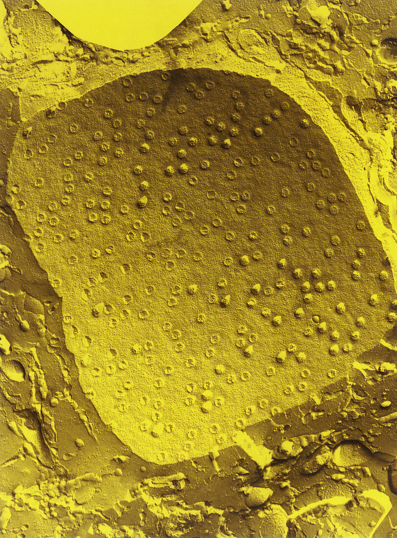 Col. freeze-fracture TEM of cell nucleus membrane