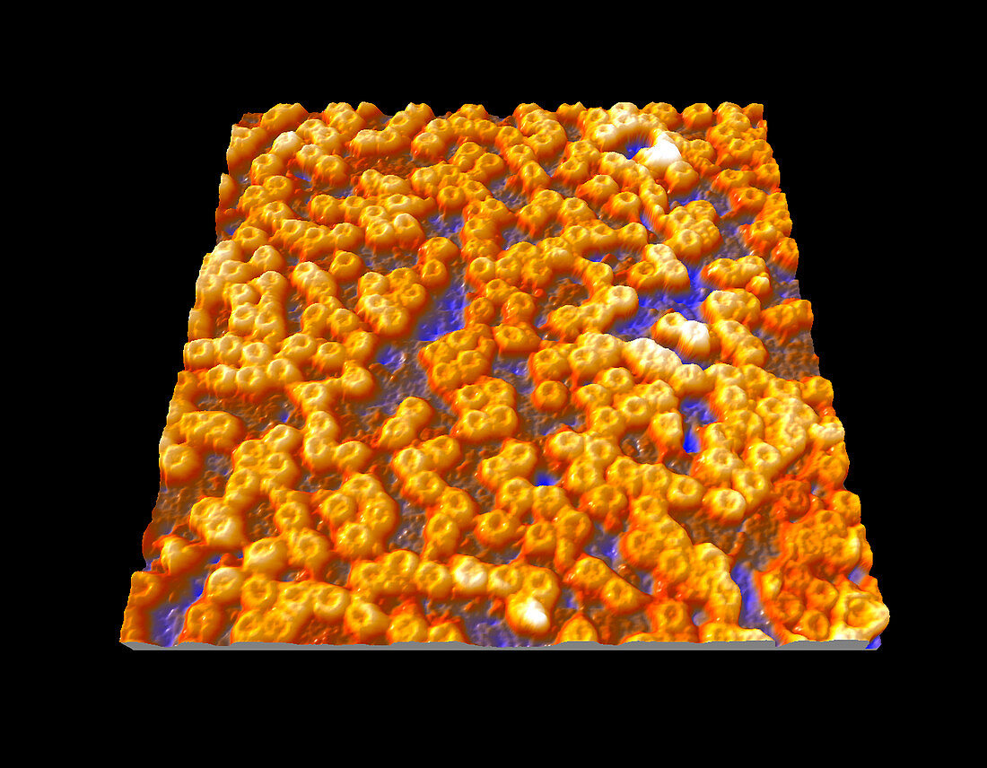 Nuclear pore complexes,AFM