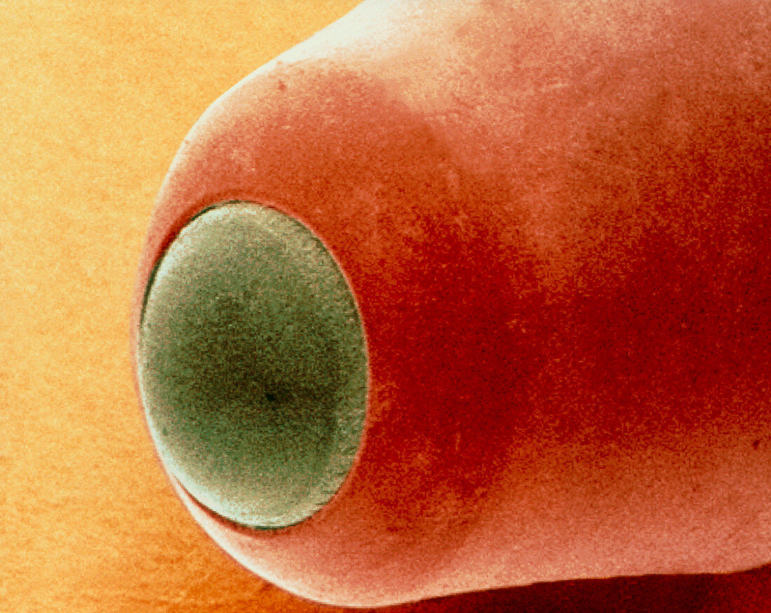 Coloured SEM of the nib of a ball point pen