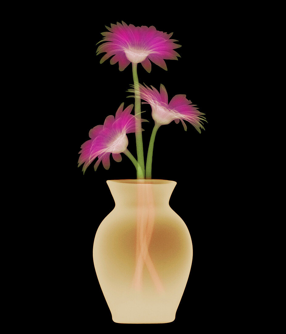 Vase & flowers X-ray