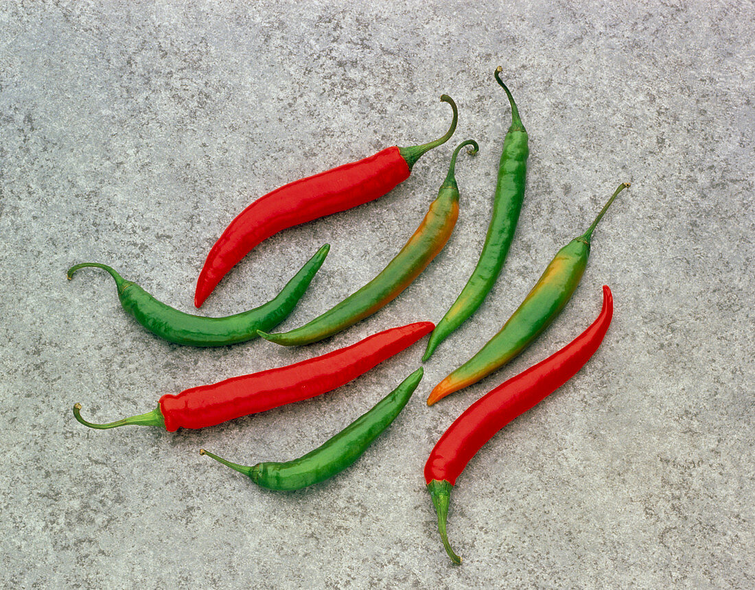 A selection of green and red hot chilli's