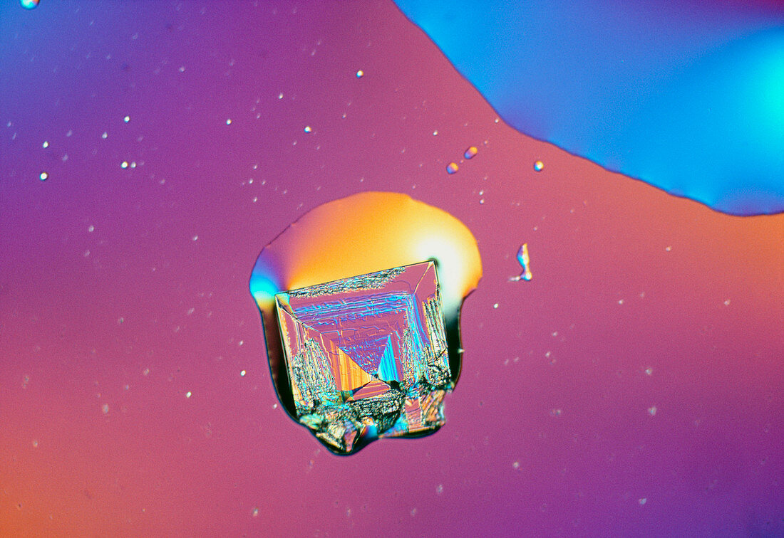LM of a salt crystal forming in a drop of seawater