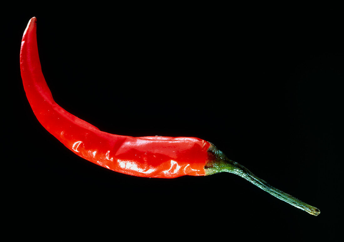 A red hot chilli,Capsicum annuum