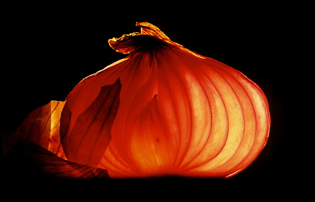 A bulb of onion (Allium cepa) cut in half