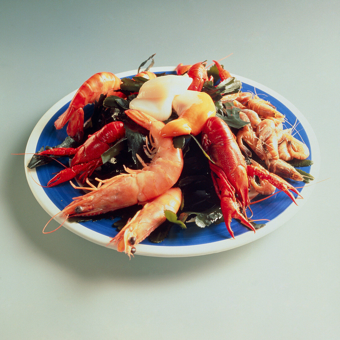 Plate of shellfish: prawn and lobster assortment