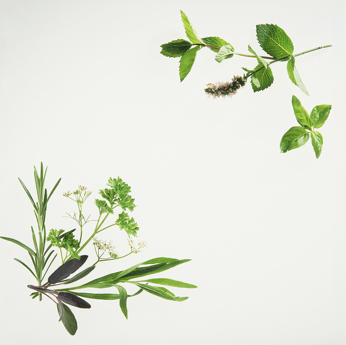 Fresh herb arrangement