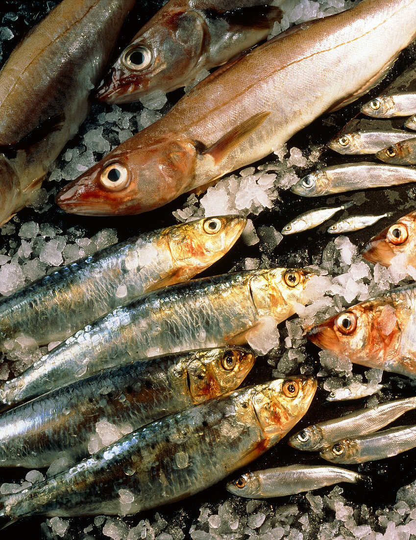 Whiting,sardines,whitebait and herring