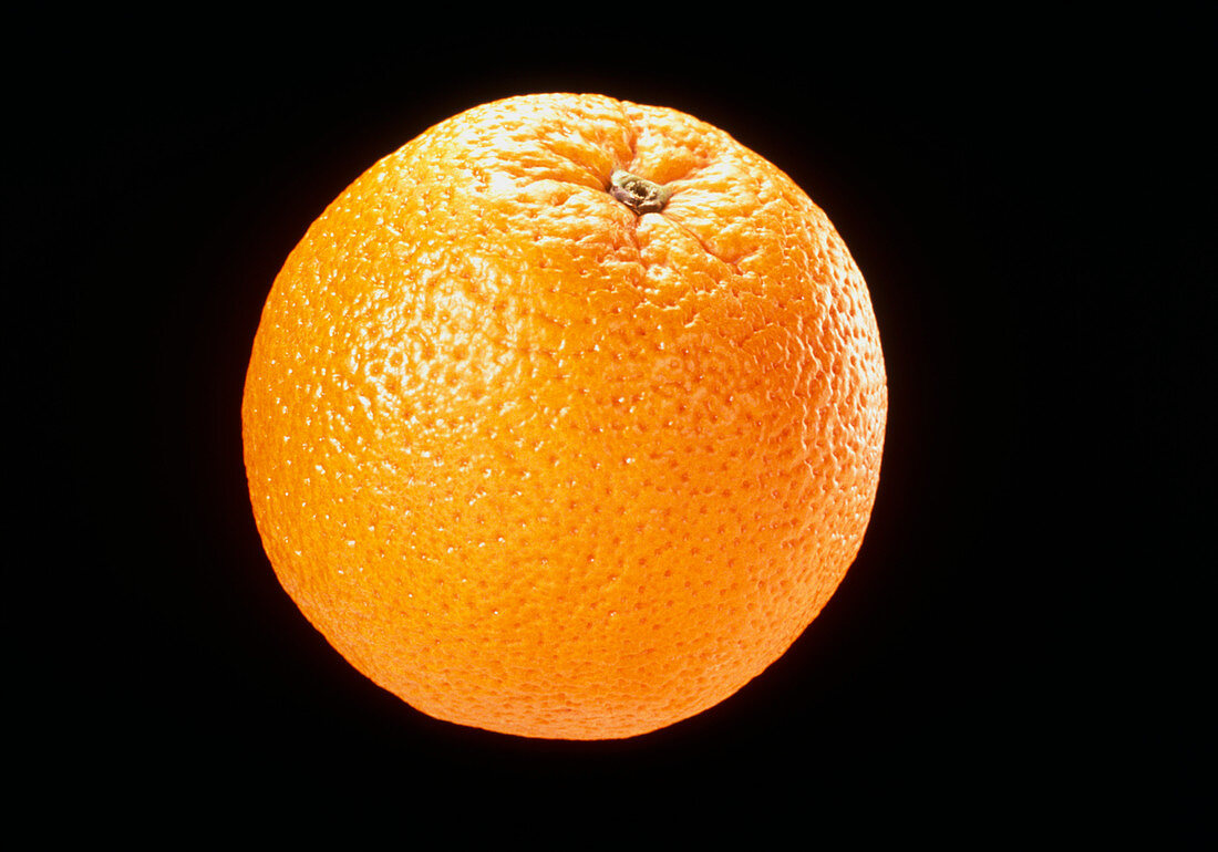 View of an orange,Citrus sinensis