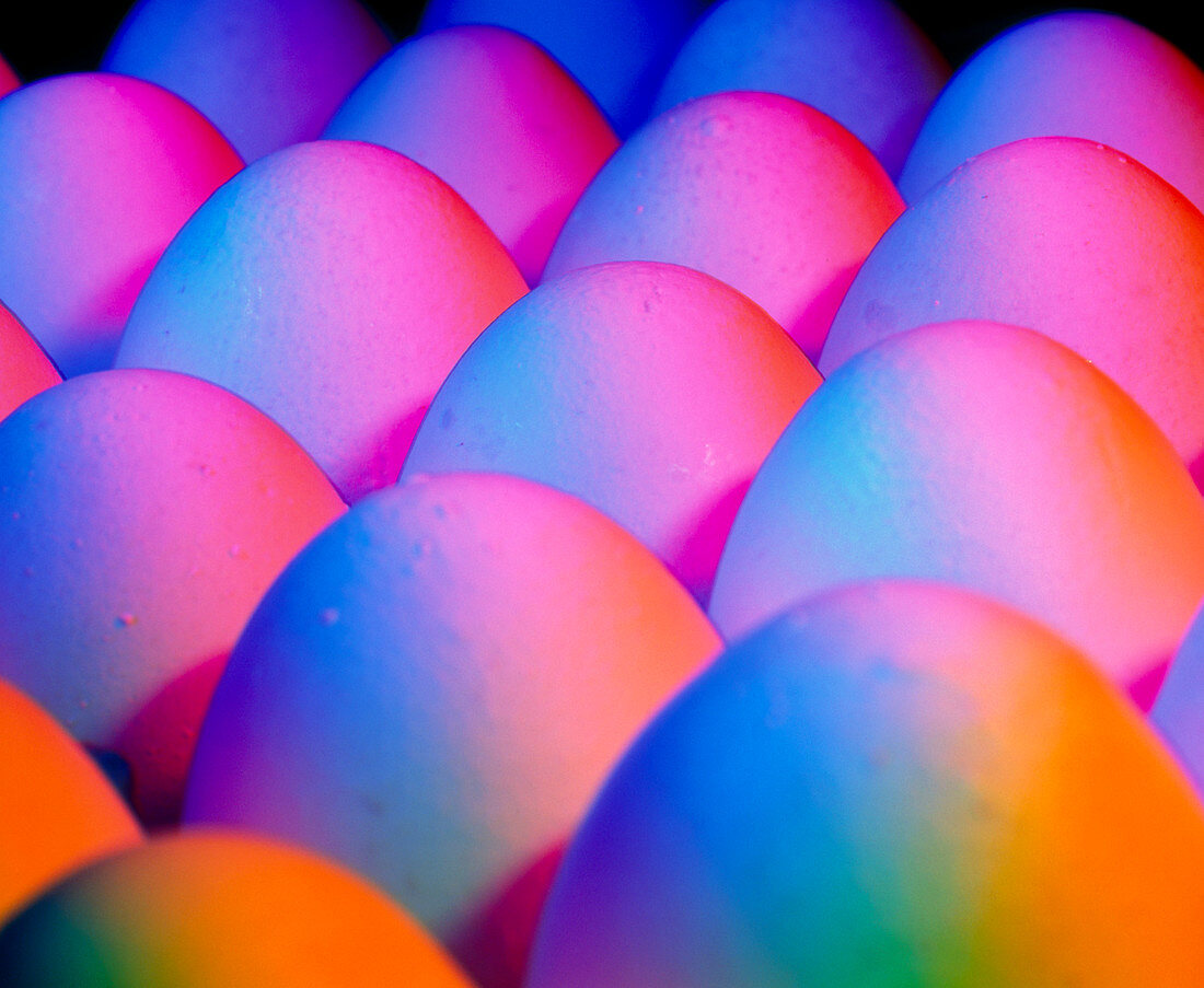 View of rows of chicken eggs