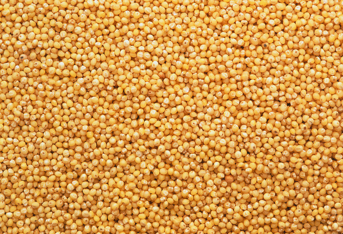 View of hulled millet (Panicum miliaceum) grains