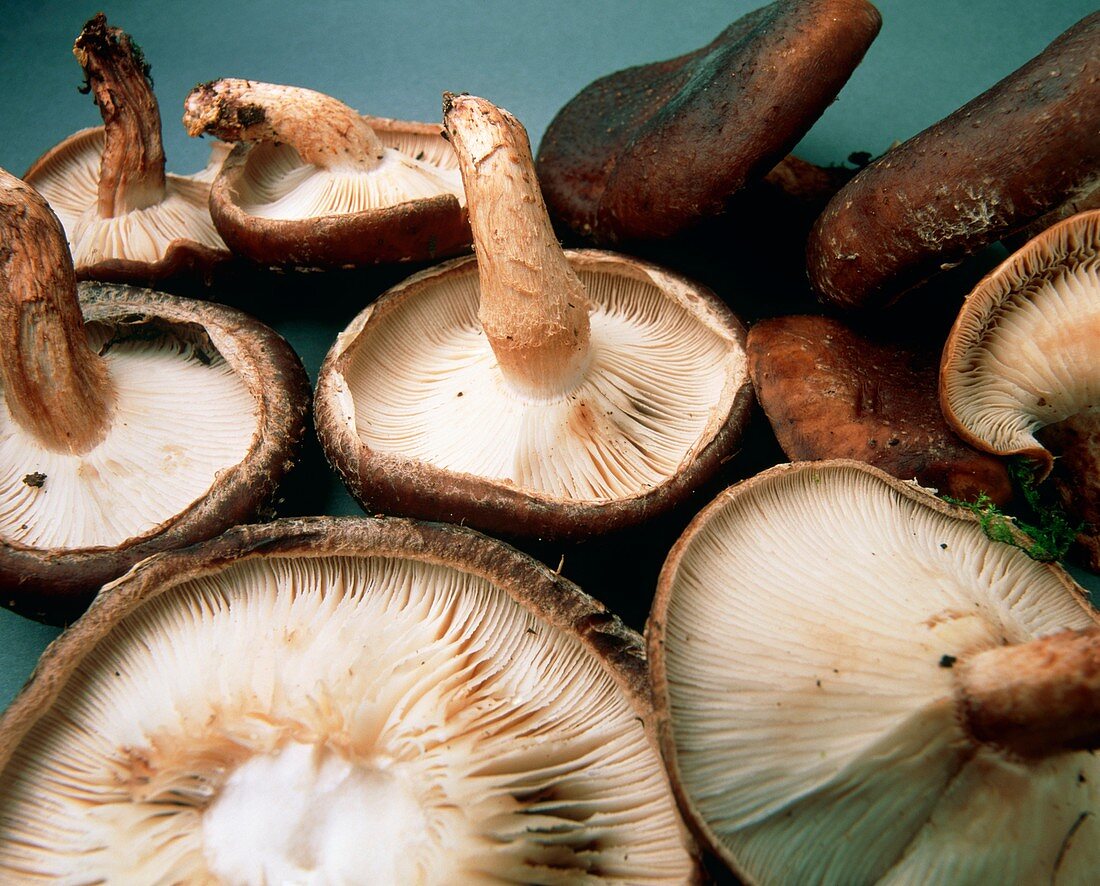 View of harvested shiitake mushrooms