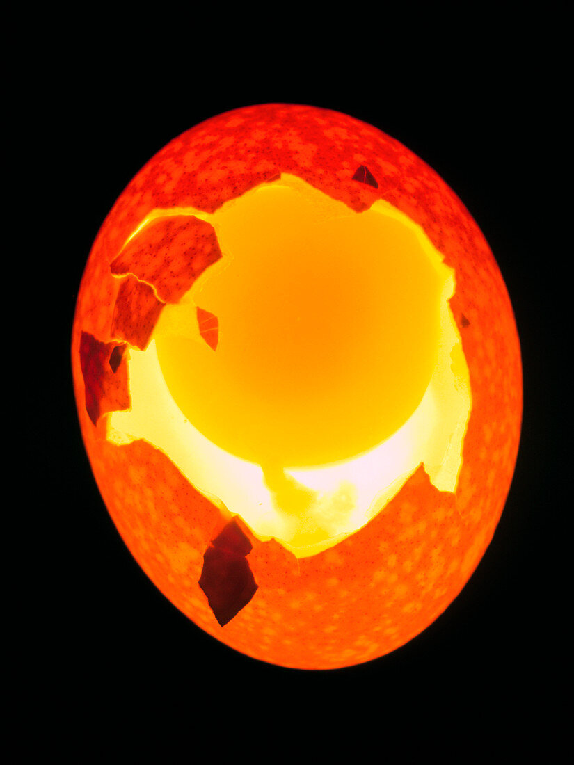 View of the inside of a chicken egg