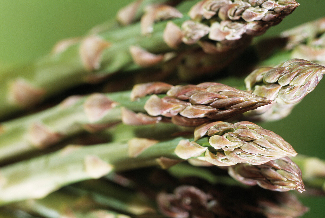 Asparagus spears