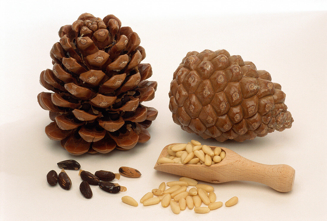 Pine nuts and cones