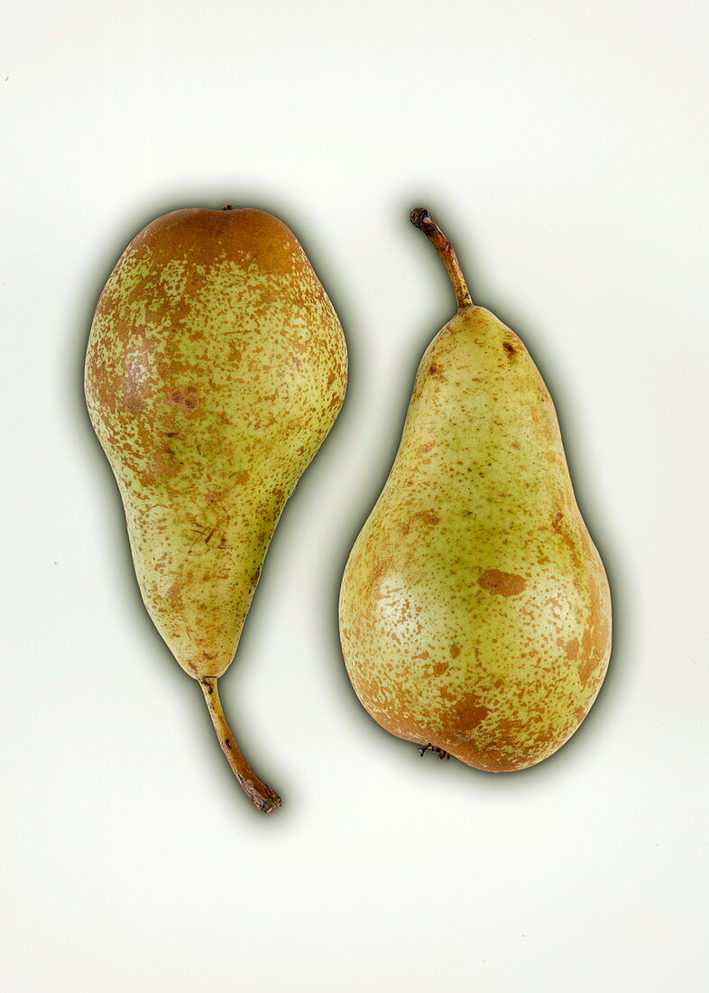 Pears