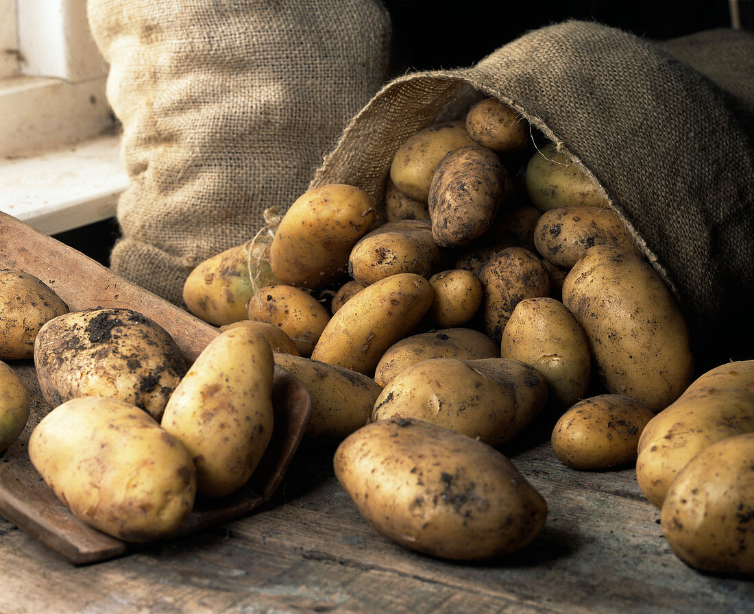 Organic potatoes