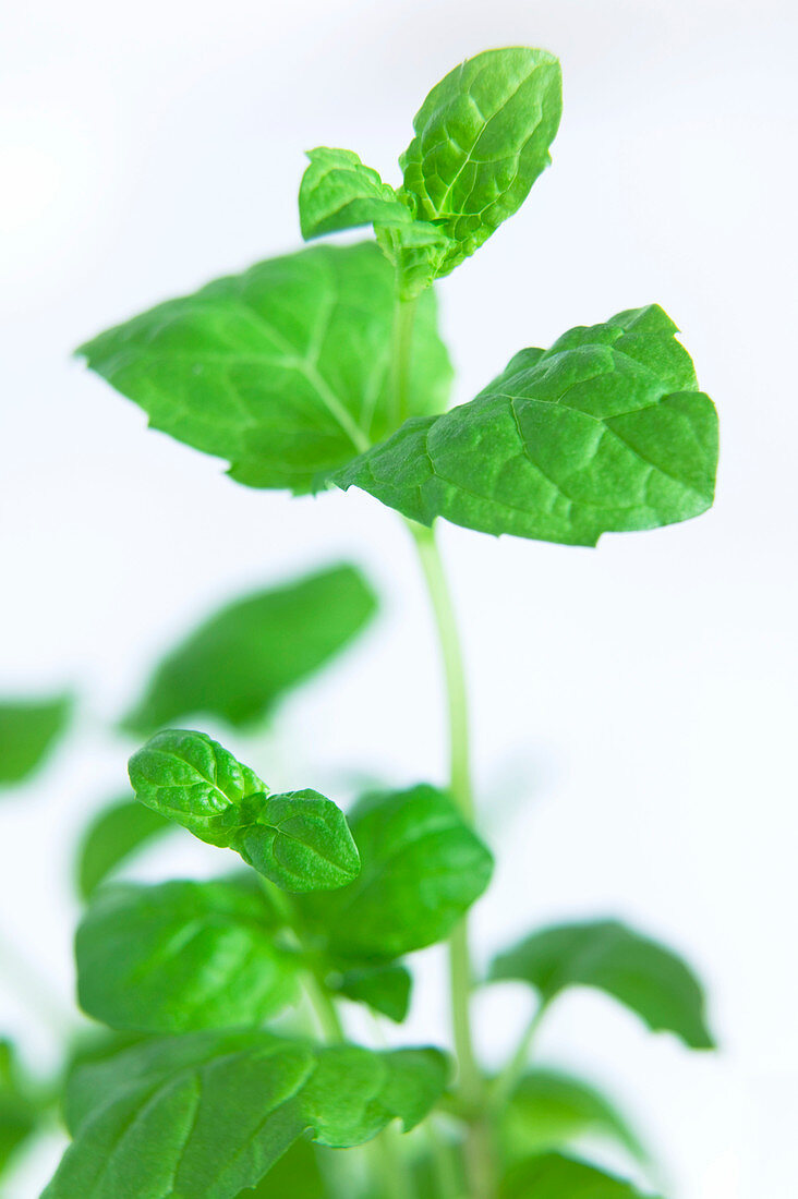 Mint leaves