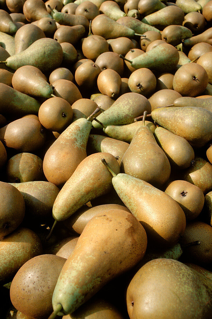 Pears (Pyrus sp.)