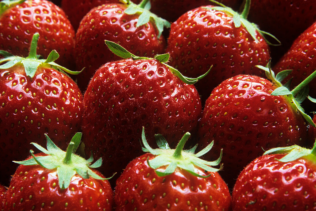 Strawberries (Fragaria 'Elsanta')