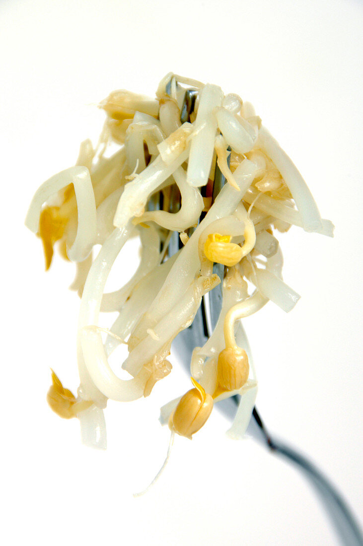 Soya bean sprouts