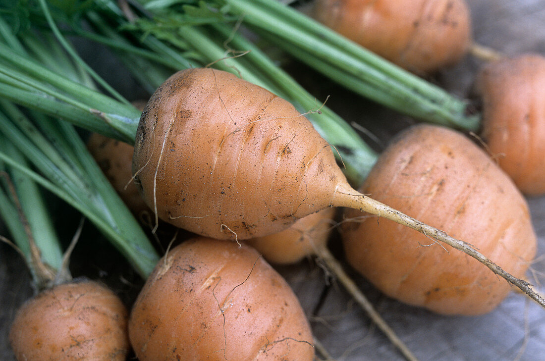 Organic carrots (Daucus carota 'Parmex')
