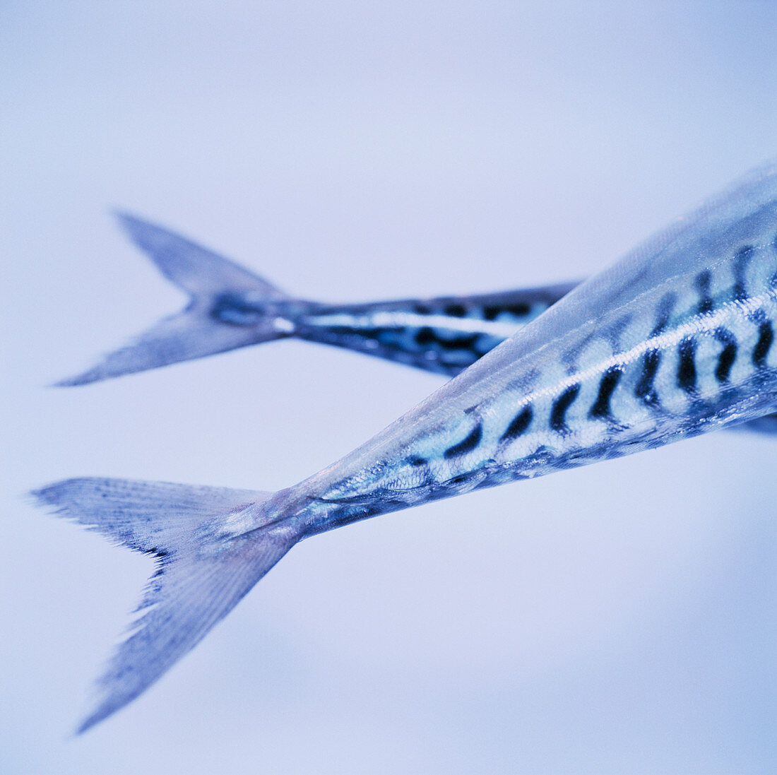 Mackerel fish tails