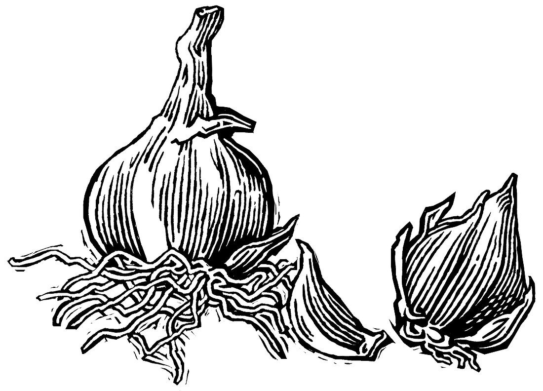 Bulbs of garlic,woodcut