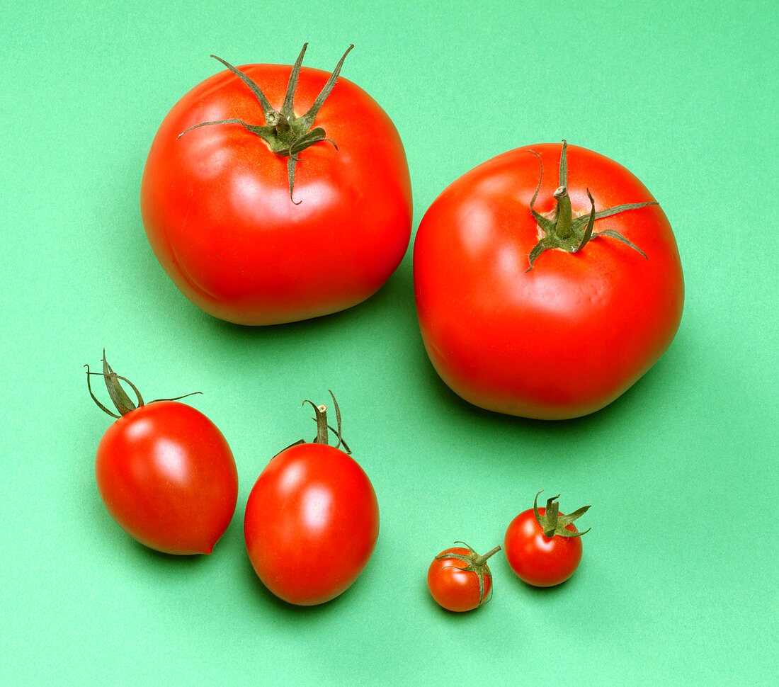 Tomato varieties