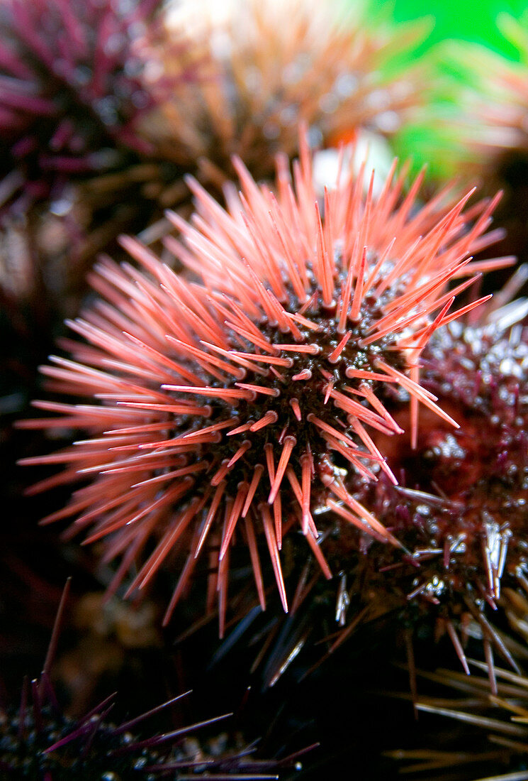 Edible sea urchin